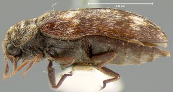Media type: image;   Entomology 6872 Aspect: habitus lateral view
